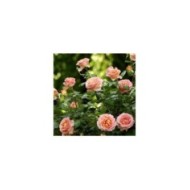 Rosier à grandes fleurs ELLE® (Meilland)