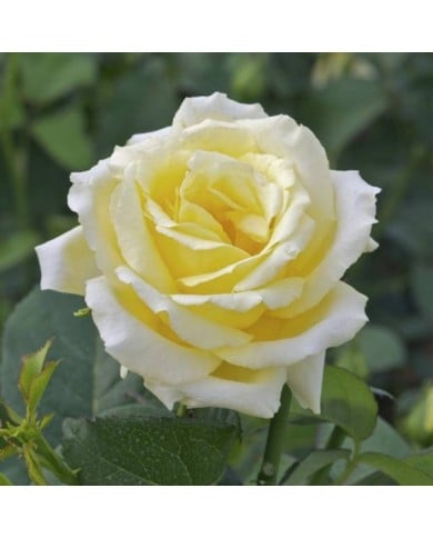 Rosier à grandes fleurs EPIDOR® (Delbard)