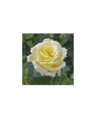 Rosier à grandes fleurs EPIDOR® (Delbard)