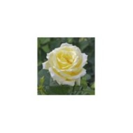 Rosier à grandes fleurs EPIDOR® (Delbard)
