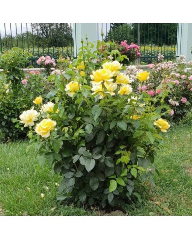 Rosier à grandes fleurs EPIDOR® (Delbard)