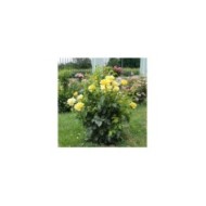 Rosier à grandes fleurs EPIDOR® (Delbard)