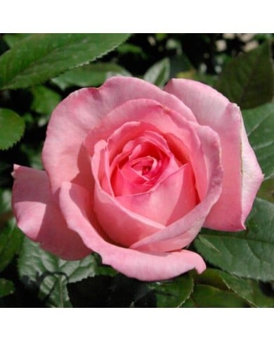 Rosier Fragonard® (Pépinières Georges Delbard)
