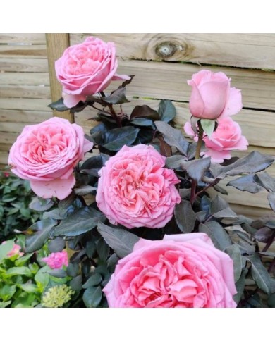 Rosier Fragonard (obt. Delbard) (X.G. / Gerbeaud.com)