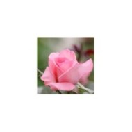 Rosier Fragonard® - bouton (Pépinières Georges Delbard)