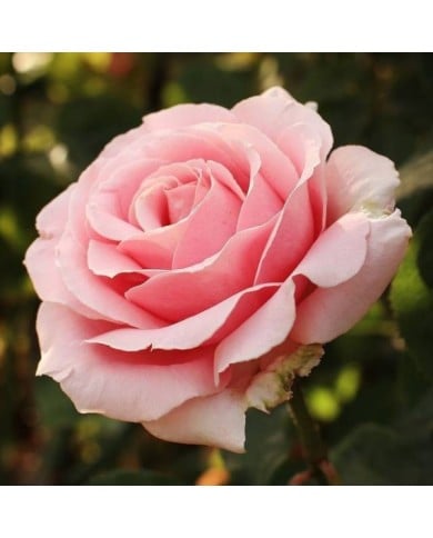 Rosier à grandes fleurs FREDERIC MISTRAL® (Javier Perez Montes / wikimedia.org)