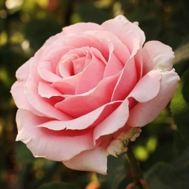 Rosier à grandes fleurs FREDERIC MISTRAL® (Javier Perez Montes / wikimedia.org)