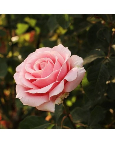 Rosier à grandes fleurs FREDERIC MISTRAL® (Javier Perez Montes / wikimedia.org)