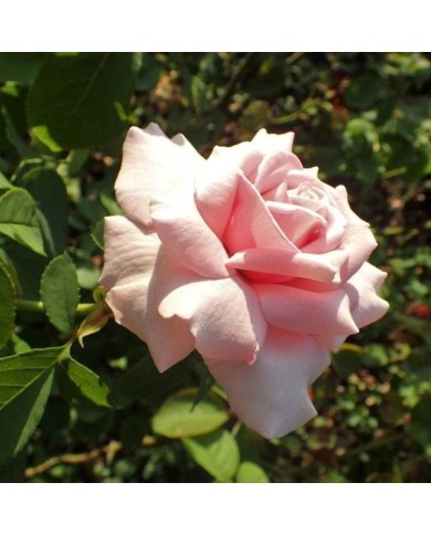 Rosier à grandes fleurs FREDERIC MISTRAL® (Krzysztof Ziarnek - Kenraiz / wikimedia.org)