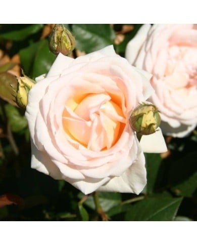 Rosier à grandes fleurs GRUAUD LAROSE® (Marie-Elise LIENNARD)
