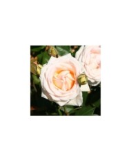 Rosier à grandes fleurs GRUAUD LAROSE® (Marie-Elise LIENNARD)