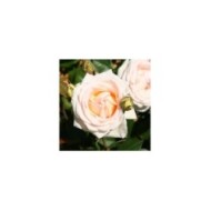 Rosier à grandes fleurs GRUAUD LAROSE® (Marie-Elise LIENNARD)