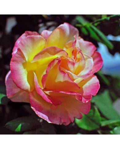 Rosier à grandes fleurs JULES VERNES® (Riccardo / Adobe Stock)
