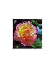 Rosier à grandes fleurs JULES VERNES® (Riccardo / Adobe Stock)