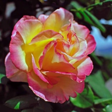 Rosier à grandes fleurs JULES VERNES® (Riccardo / Adobe Stock)