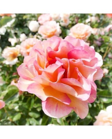 Rosier LA PARISIENNE® (T.Kiya)