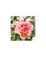 Rosier LA PARISIENNE® (T.Kiya)