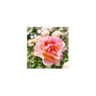 Rosier LA PARISIENNE® (T.Kiya)