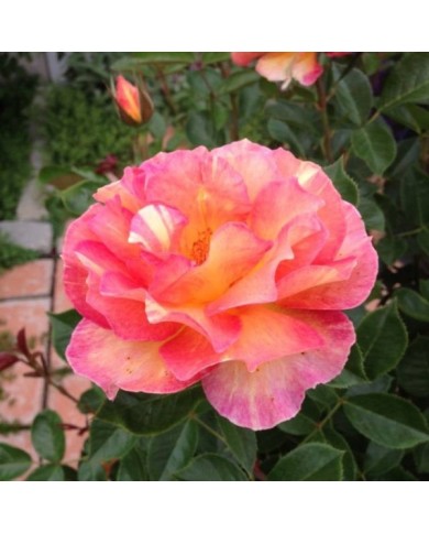Rosier LA PARISIENNE® (Delbard)