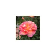 Rosier LA PARISIENNE® (Delbard)