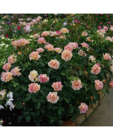 Rosier LA PARISIENNE® (Delbard)