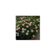 Rosier LA PARISIENNE® (Delbard)