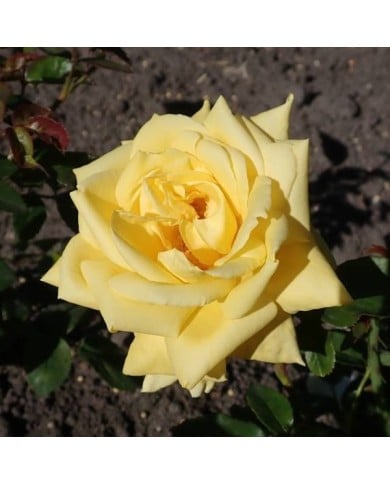 Rosier à grandes fleurs LANDORA® (Salicyna / wikimedia.org)