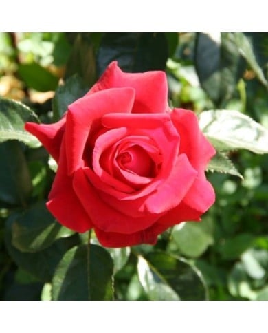 Rosier 'Adharman' LE GRAND HUIT® (MEL)