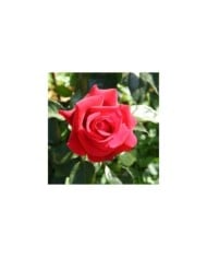 Rosier 'Adharman' LE GRAND HUIT® (MEL)