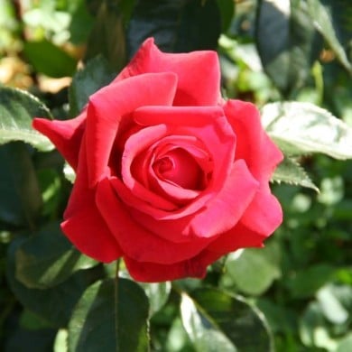 Rosier 'Adharman' LE GRAND HUIT® (MEL)