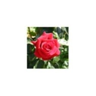 Rosier 'Adharman' LE GRAND HUIT® (MEL)