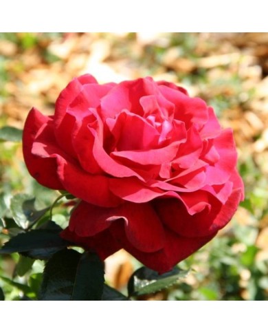 Rosier 'Adharman' LE GRAND HUIT® (MEL)