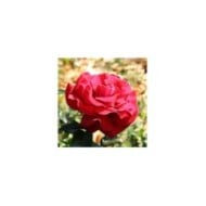 Rosier 'Adharman' LE GRAND HUIT® (MEL)