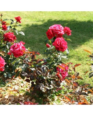 Rosier 'Adharman' LE GRAND HUIT® (MEL)