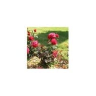 Rosier 'Adharman' LE GRAND HUIT® (MEL)