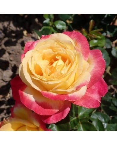 Rosier à grandes fleurs ORIENTAL PEACE® (Salicyna / wikimedia.org)