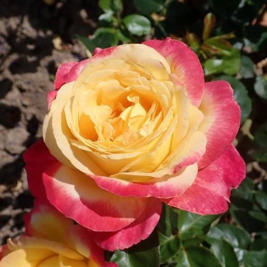 Rosier à grandes fleurs ORIENTAL PEACE® (Salicyna / wikimedia.org)