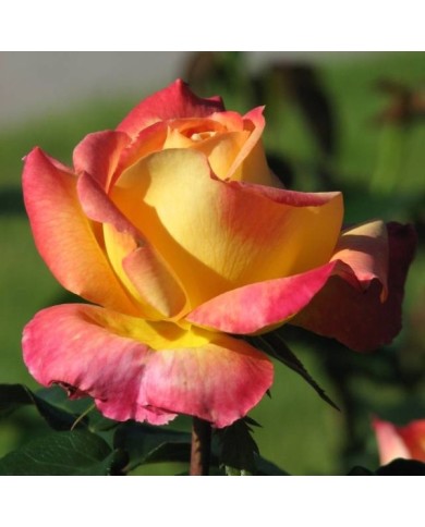 Rosier à grandes fleurs ORIENTAL PEACE® (Kor!An / wikimedia.org)