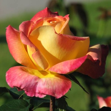 Rosier à grandes fleurs ORIENTAL PEACE® (Kor!An / wikimedia.org)