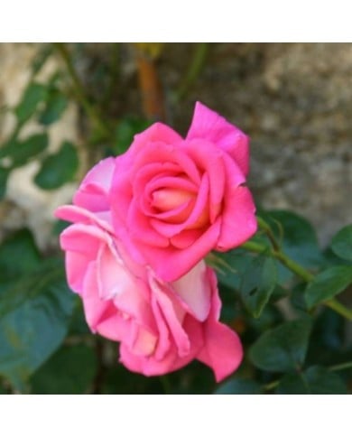 Rosier 'Parfum Royal' (MEL)