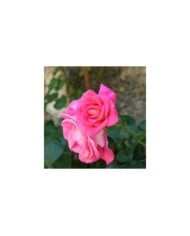 Rosier 'Parfum Royal' (MEL)