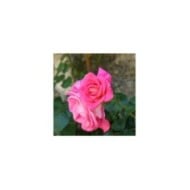 Rosier 'Parfum Royal' (MEL)