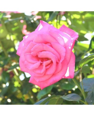 Rosier 'Parfum Royal' (MEL)