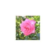 Rosier 'Parfum Royal' (MEL)