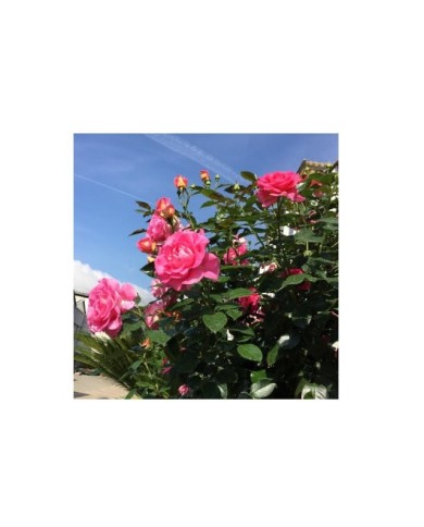 Rosier 'Parfum Royal' - Edition Nirp International-Les Roses du Succès