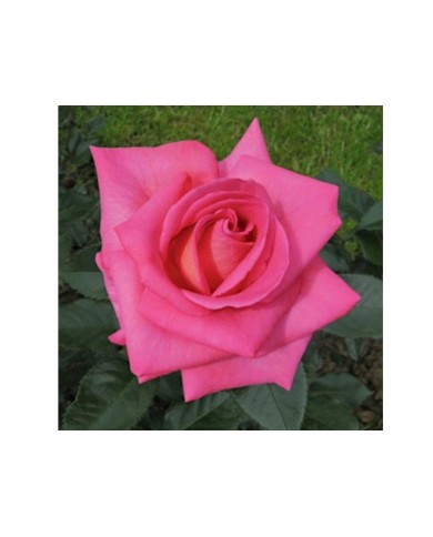 Rose 'Parfum Royal' - Edition Nirp International-Les Roses du Succès