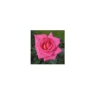 Rose 'Parfum Royal' - Edition Nirp International-Les Roses du Succès