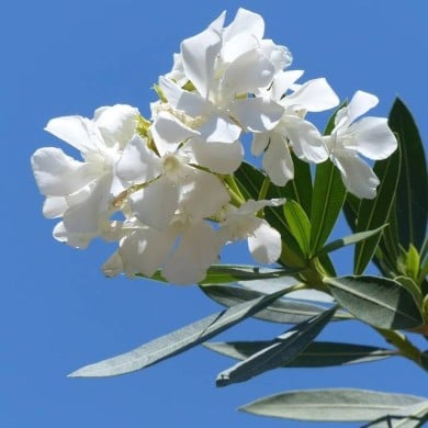 Laurier rose 'Soeur Agnès'