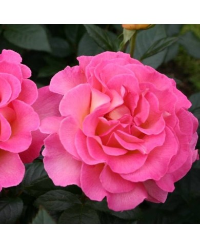Rose 'Pink Paradise' (Pépinières Georges Delbard)