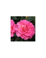 Rose 'Pink Paradise' (Pépinières Georges Delbard)